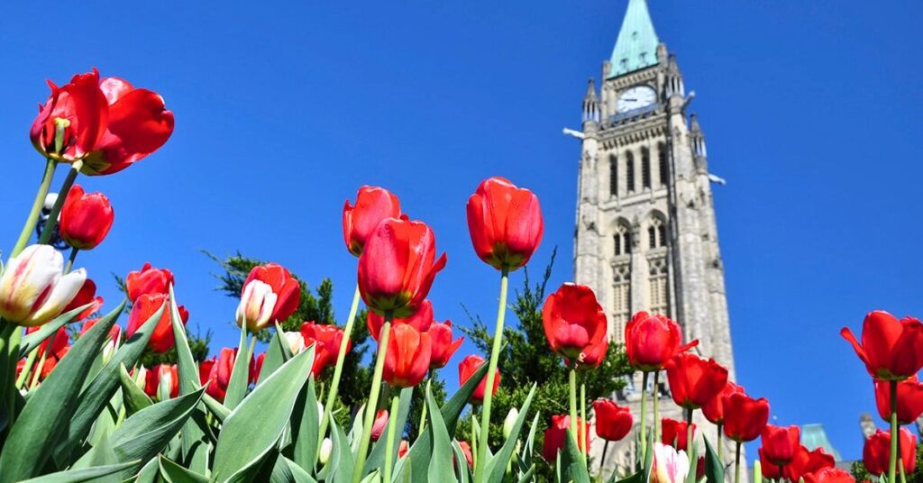 Ottawa Tulip Festival 2023 - 24