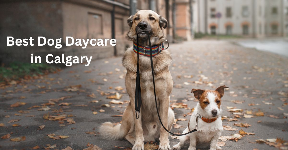 Best Dog Daycare in Calgary